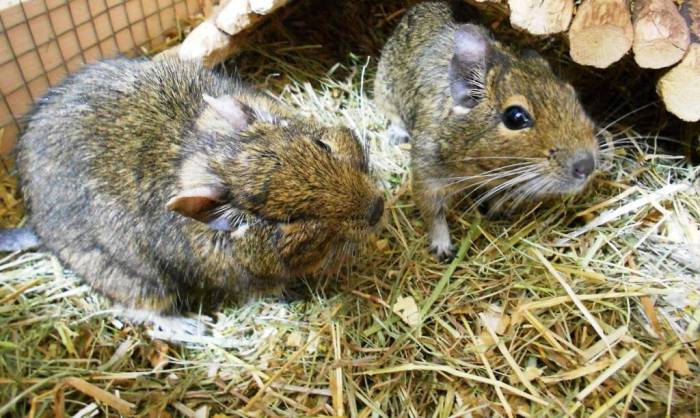 Завести дегу: плюсы и минусы содержания белки дома