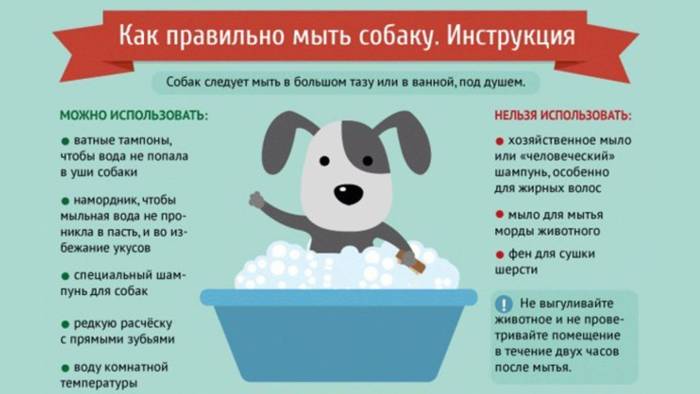 Вычесывание шерсти собак: как правильно расчесывать собаку | royal groom