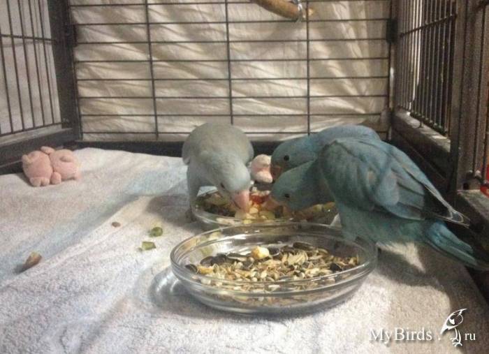 Воробьиный попугайчик лессона - уход и содержание