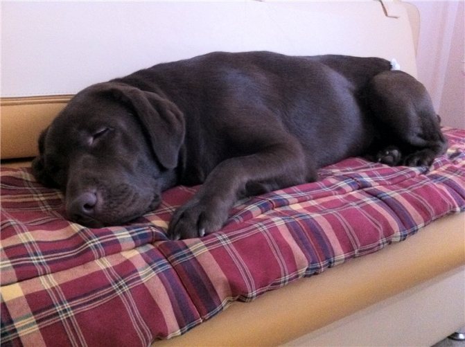 Этапы течки у собак