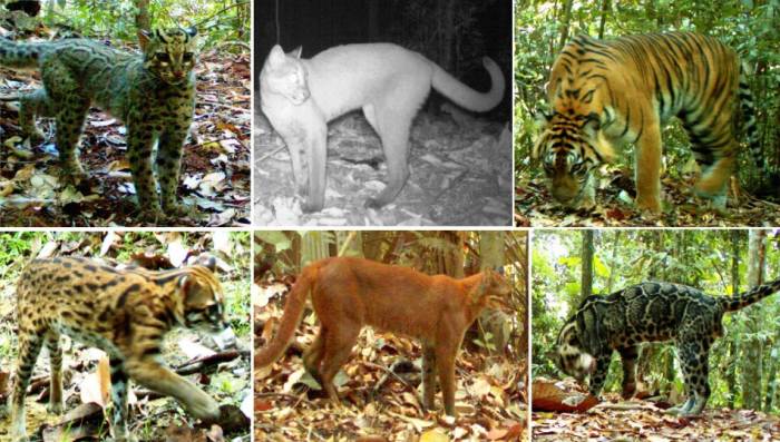 Дикие кошки на грани исчезновения