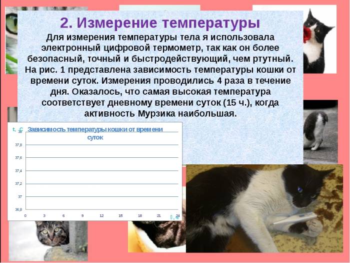 Какой должна быть нормальная температура тела у кошек и котов: как померить, что считается нормой, причины отклонений и первая помощь