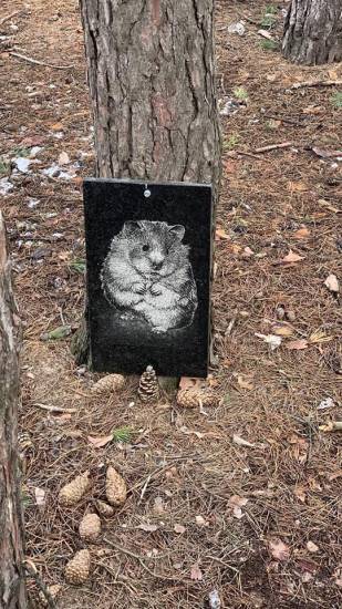 Умер хомяк: как понять и что делать если зверек умирает, похорон хомяка зимой