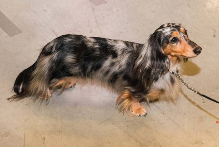 Миловидная длинношерстная такса с бойким нравом