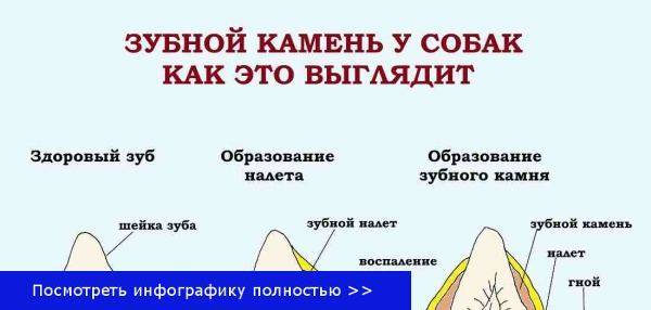Зубной камень у кошек: причины возникновения и эффективные методы профилактики