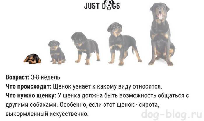 Кто такие алиментные щенки: на что нужно обратить внимание при покупке