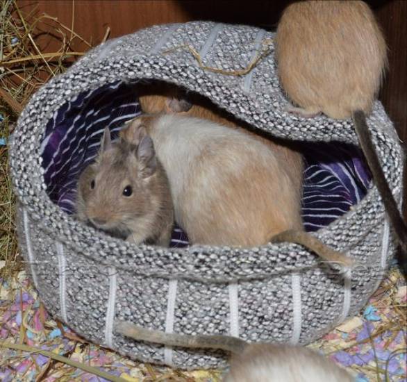 Правила выбора размера жилища для дегу.