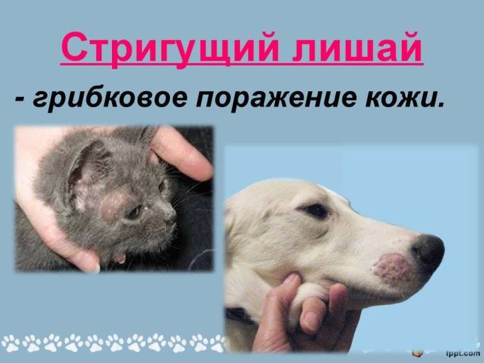 Чем лечить лишай? ~ советы специалистов