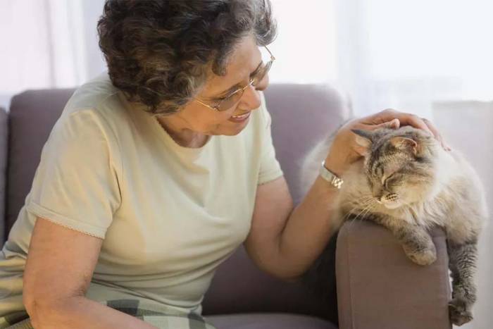 Как ухаживать за старой кошкой