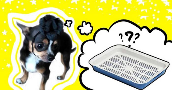 Как отучить собаку писать дома