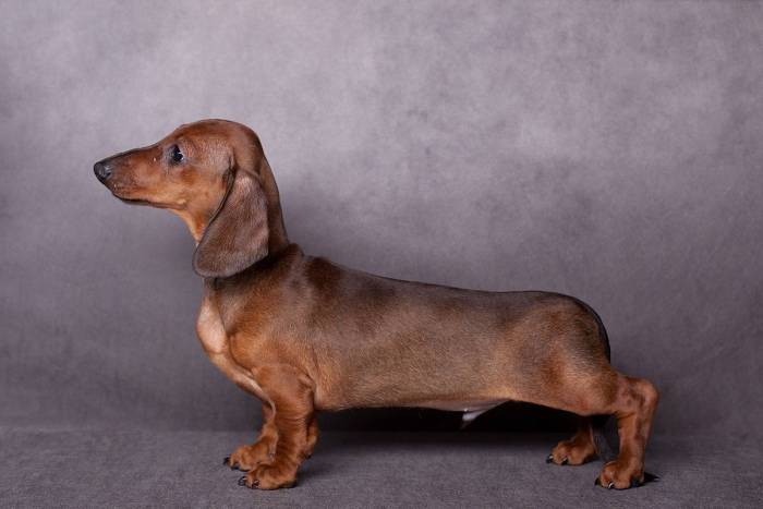 Такса: все о породе, разновидности, виды, характеристика породы, стандартная, гладкошерстная, как выглядит