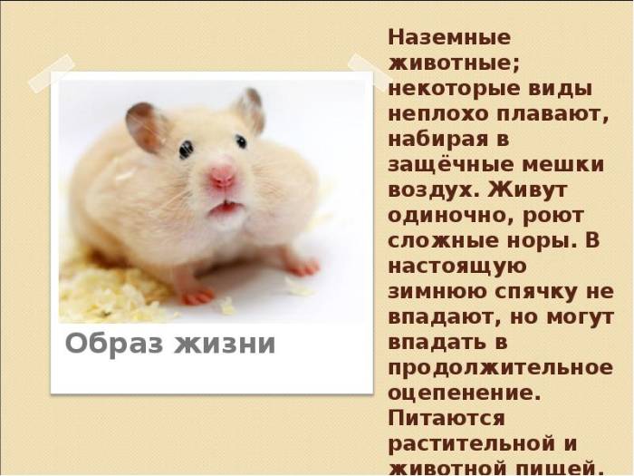 Впадают ли хомяки в спячку: как определить, что питомец в оцепенении, как понять, что не умер, как зимуют в природе, как разбудить в домашних условиях