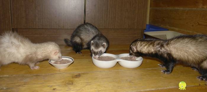 Чем кормить хорька: что едят, чем питаются вне воли