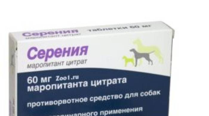 4 причины, почему щенок не ест и рвет