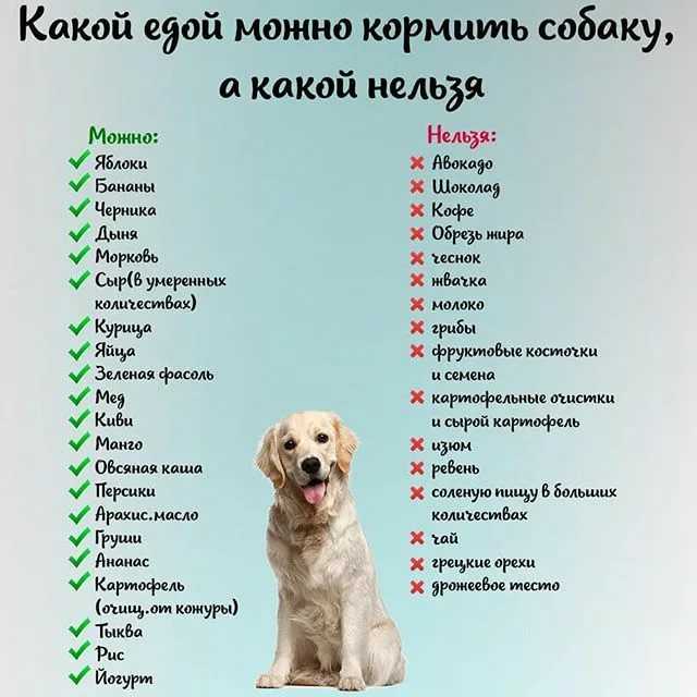 Роль курицы в питании собаки: что можно и нельзя, в каком виде давать собаке кур