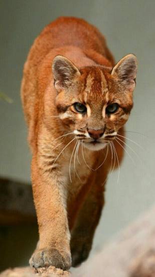 Самые красивые породы кошек - фото с названиями, описания пород