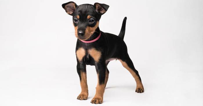 Описание породы собак английский той-терьер: стандарт, уход, фото и отзывы