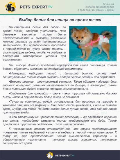 Как вязать шпицев первый раз. всё, что необходимо знать о течке у шпицев