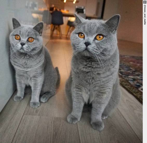 Породы спокойных, ласковых и добрых кошек для содержания в квартире: советы +фото и видео