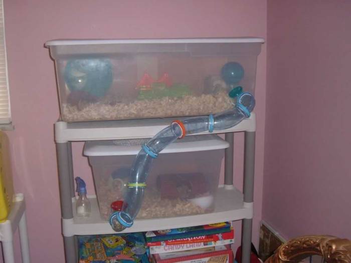 Игрушки для хомяков (34 фото): какие игрушки можно сделать своими руками в домашних условиях? требования к ним