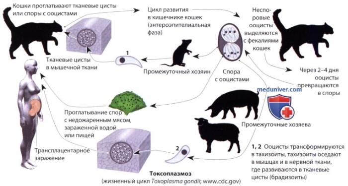 Токсоплазмоз у кошек: мифы и реальная опасность
