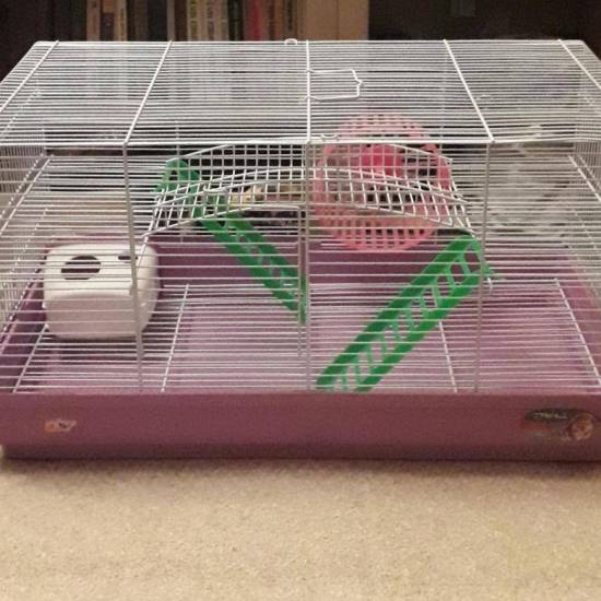 Какая она, идеальная клетка для крысы. покупаем качественное жилье