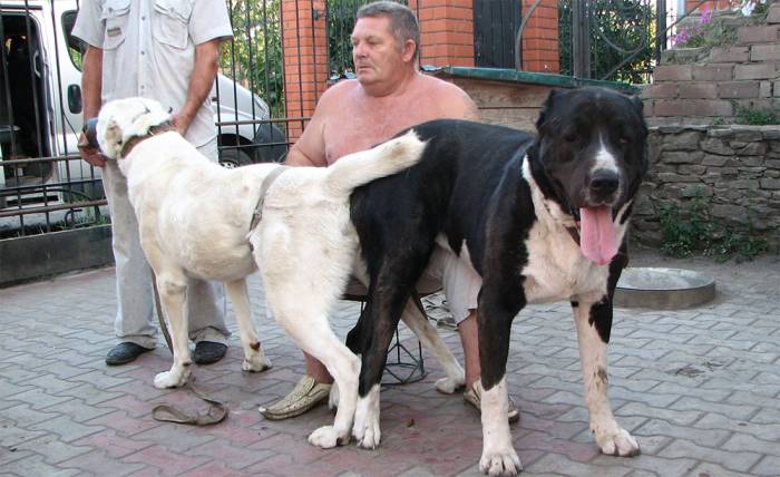 Все о спаривании собак: подходящее время для вязки и описание процесса случки