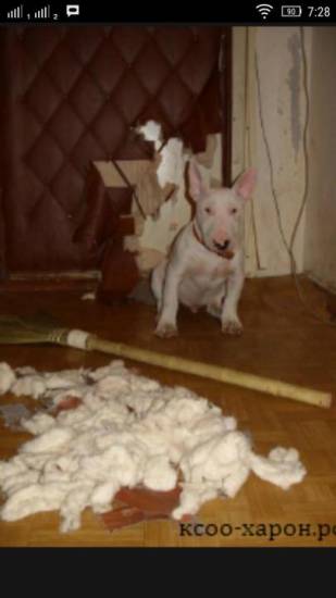 Как отучить собаку выть – скулить, в отсутствие хозяина, по ночам