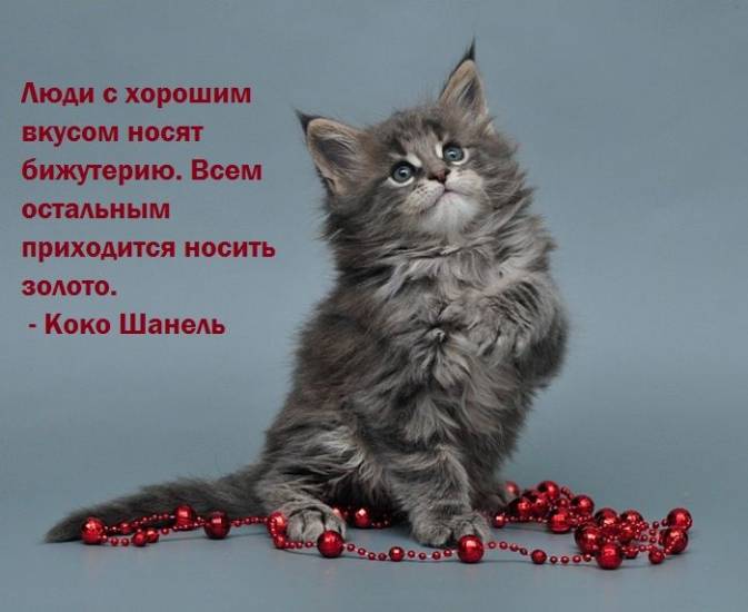 Цитаты про кошек и котов со смыслом