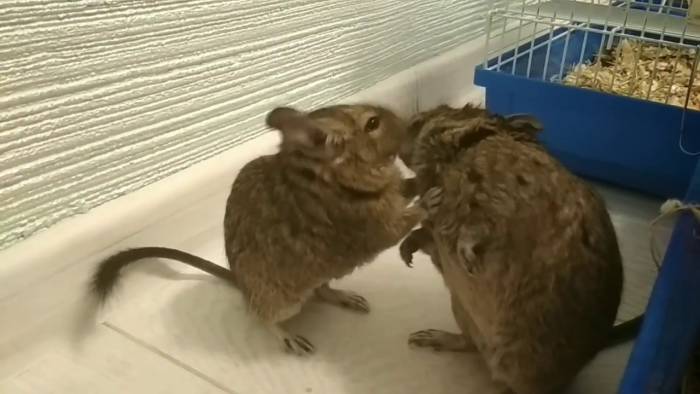 Что делать если индюки дерутся