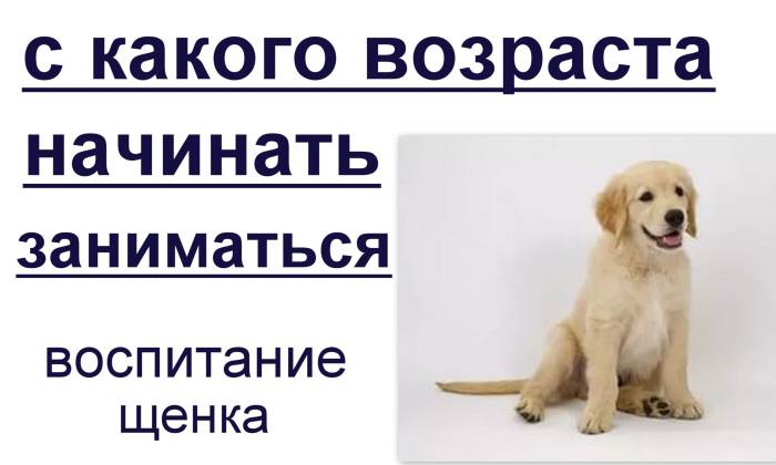 Алиментный щенок: что это значит при покупке