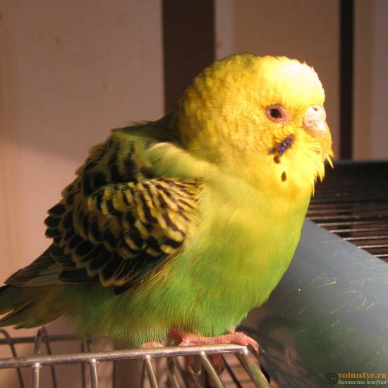 Как распознать первые признаки недомогания попугая | блог ветклиники "беланта"