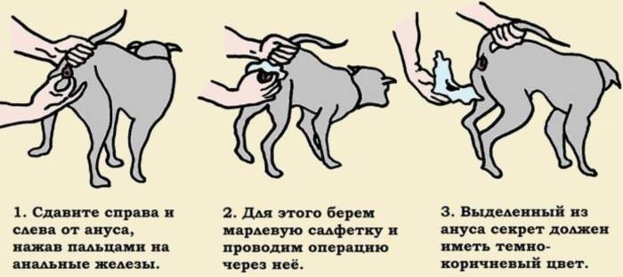 Как купать морскую свинку в домашних условиях