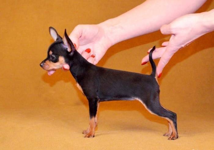 Мини той терьер: уход и содержание, прививки и продолжительность жизни