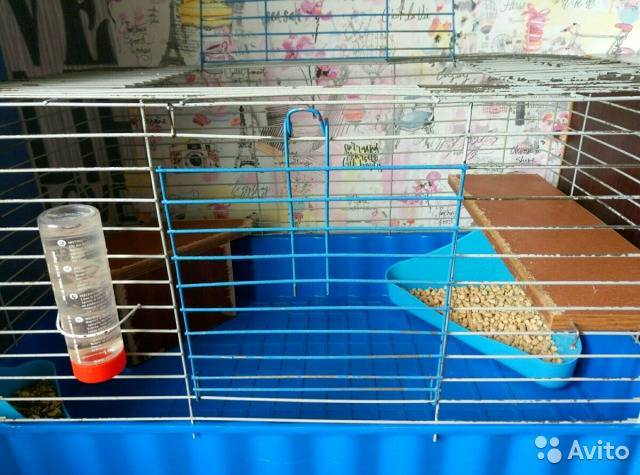 Клетка для шиншилл: обустройство, наполнитель, как сделать своими руками