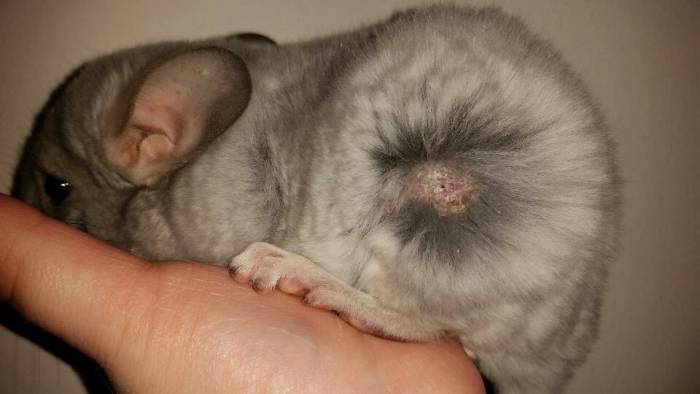 Выпадение шерсти: естественная и патологическая линька у хомяков