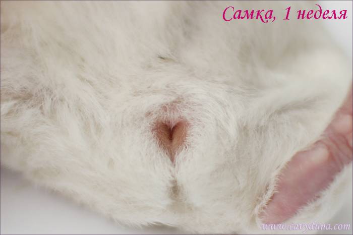 Морская свинка мальчик или девочка. определение пола морской свинки: отличаем самок от самцов по внешним признакам. как проводить осмотр морской свинки