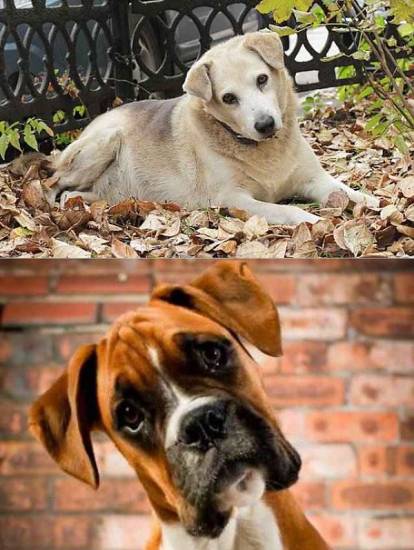 Зачем собаки наклоняют голову, когда слушают хозяина