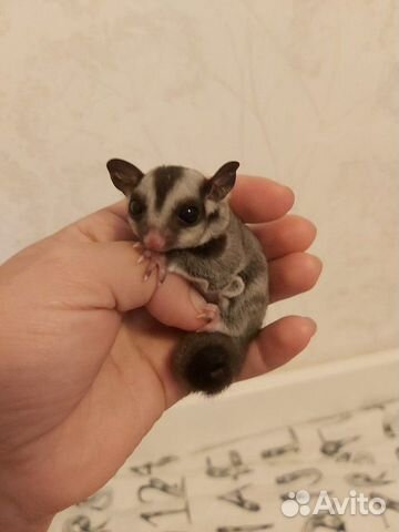 Сахарный поссум: содержание в домашних условиях