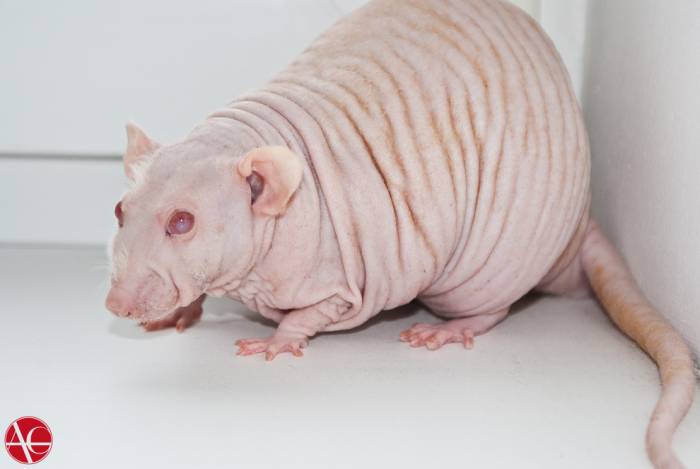 Донские сфинксы – животные с неземной внешностью и невероятно дружелюбным характером