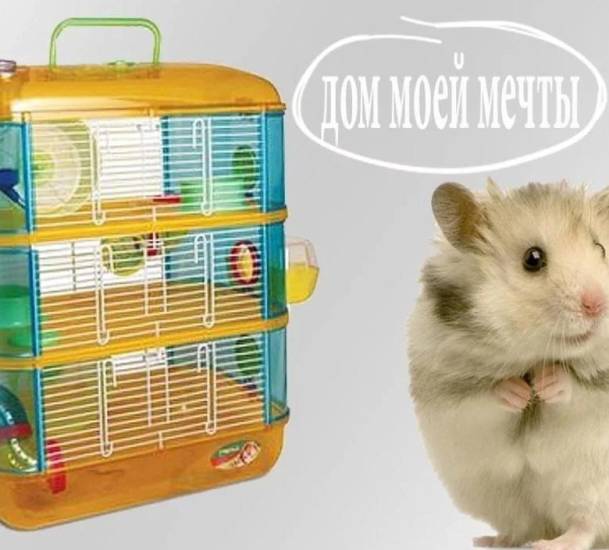 Какого домашнего хомячка выбрать и как его приручить? виды, особенности, фото — ботаничка