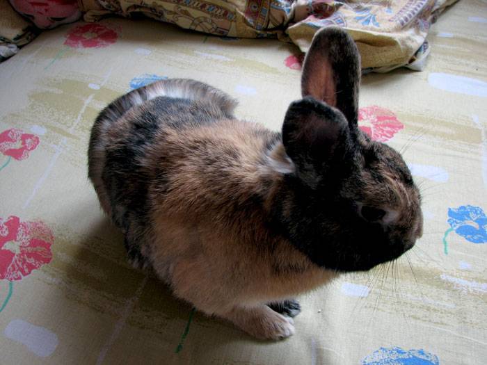 Когда и почему линяет декоративный кролик: что делать?