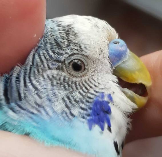 Одышка – затруднение дыхания: диагностика причин и эффективное лечение