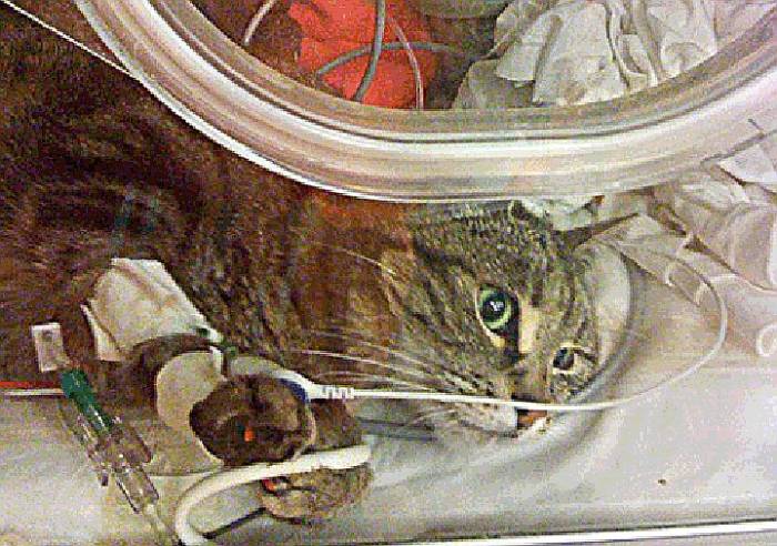 Кот упал с 5 этажа: последствия, что делать