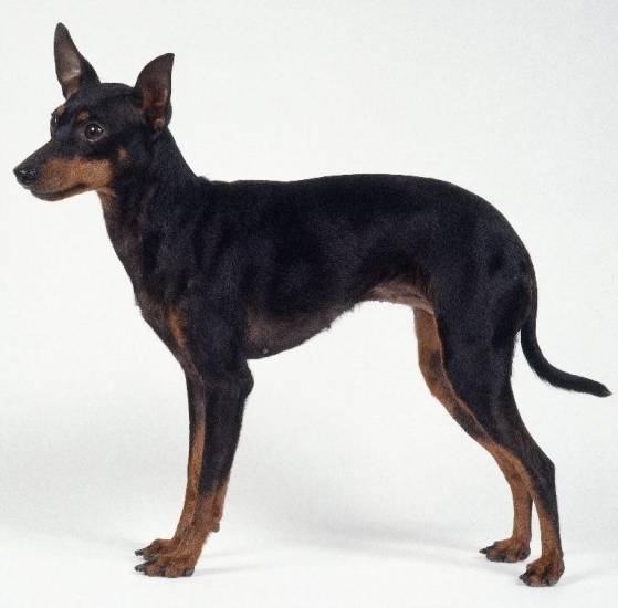 Английский той-терьер: аристократ с историей