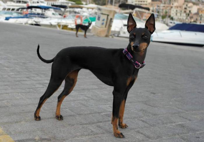 Любимец королевы виктории, знакомьтесь – английский той терьер |