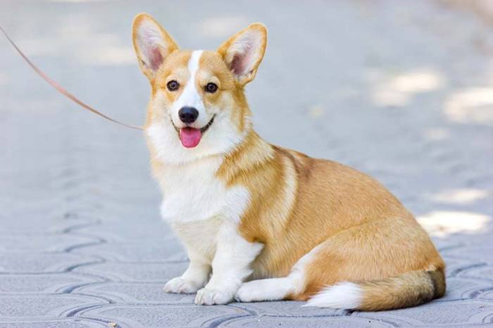 Как выглядит собака с длинными ушами? краткое описание пород :: syl.ru