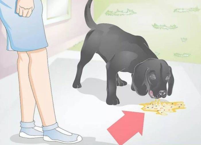 Почему возникает рвота после приема пищи | стимбифид плюс