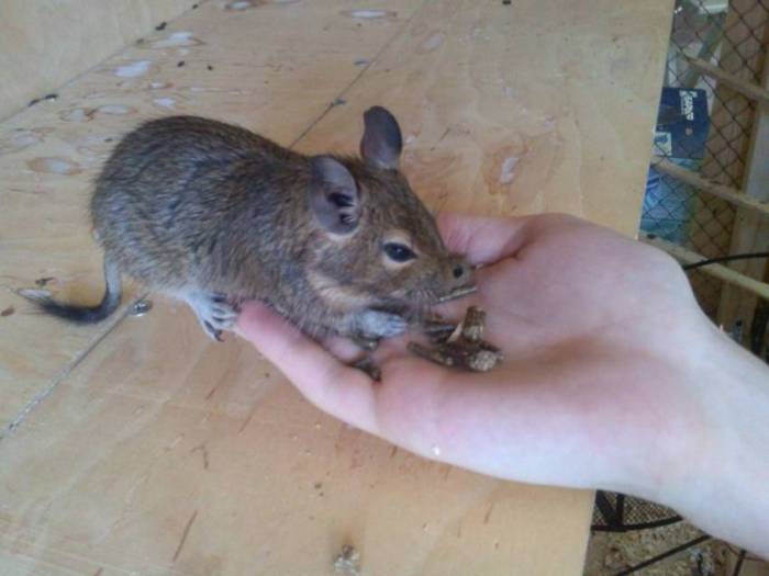 Завести дегу: плюсы и минусы содержания белки дома