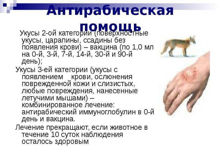 Укус кошки - опасно это или нет и первая помощь при укусе